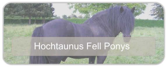 Hochtaunus Fell Ponys