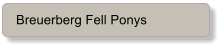 Breuerberg Fell Ponys